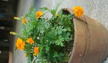 我与小苗一起成长