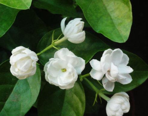 茉莉花在窗前