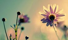 青春里的那朵花儿啊