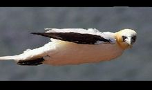 放飞的鸟儿你好吗