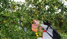 桔园采摘