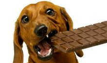 我的“巧克力”小狗