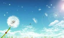 感悟人生的蒲公英