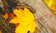 一片枯叶触动了我