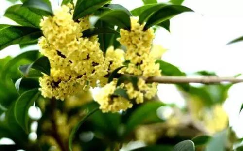 小桂花