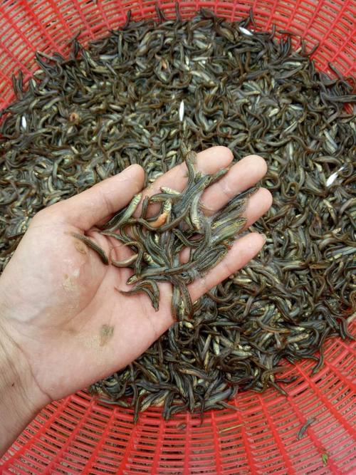 小泥ach