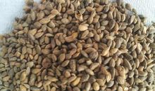 我是一粒松树种子