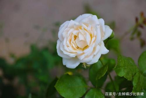 一朵永不褪色的花