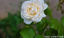 一朵永不凋谢的花