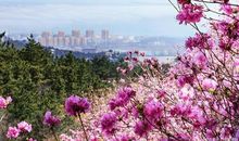 感恩之花齐绽放