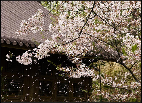“花瓣的花朵”