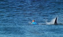 说说我所认识的鲨鱼