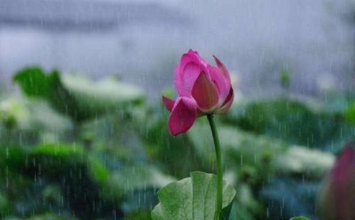 你在雨中更香
