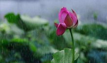 雨中的你更芳香