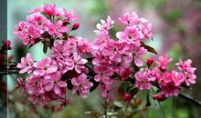 春里村外花多少