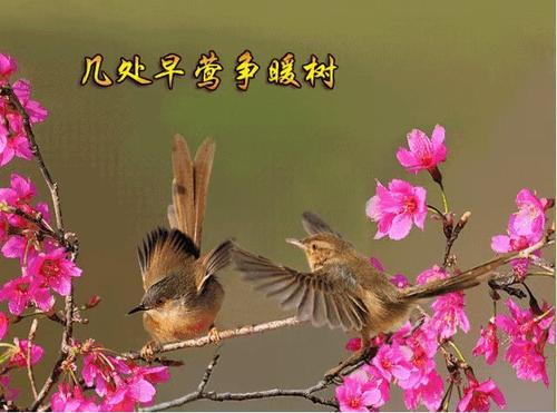 善待生命玉