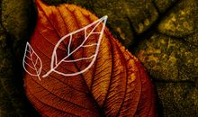 一片落叶旅行记