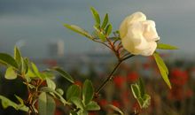 从来没有这样怀念