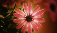 那一盆花，那一份爱