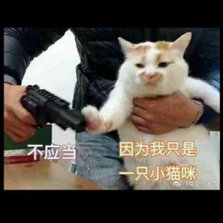 我是小猫