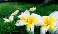 五月初夏歌声迎