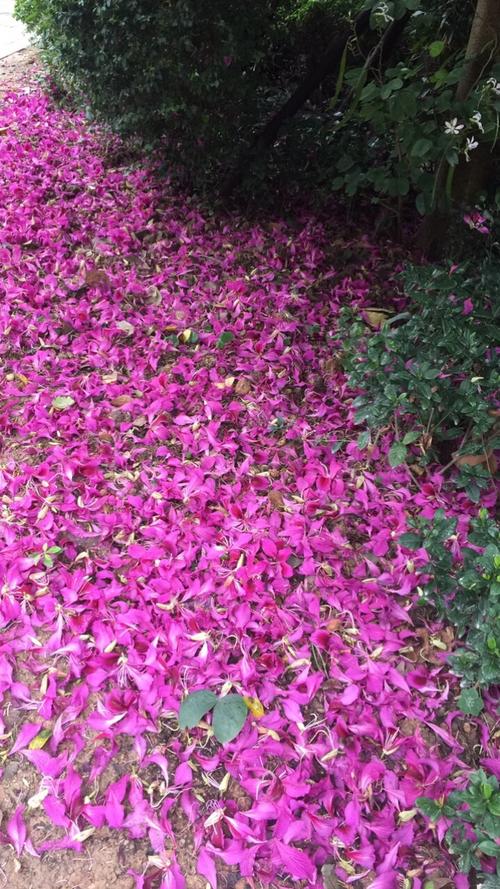 谢谢你的花