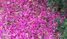 花开花落感谢有您