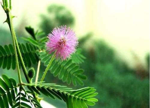 含羞草的奥秘