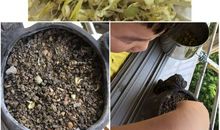 豆芽宝宝成长记