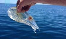 奇怪的海底世界