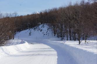 森林漫步在雪中