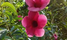 我是大自然中的一员小草