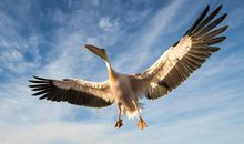 奇妙的“海上行步节”