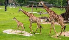 我家是个有趣的动物园