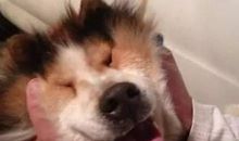 吃了“熊心豹子胆”