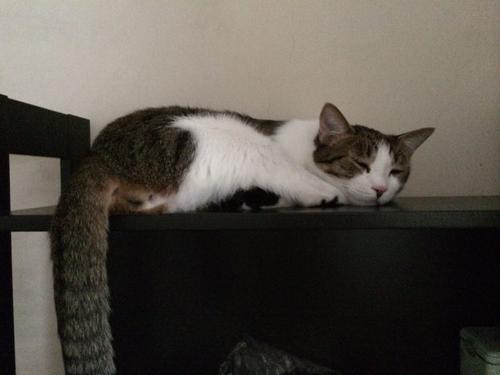 养一只小猫
