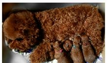 拥抱幸福的泰迪