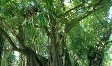 以榕树为主题写作文