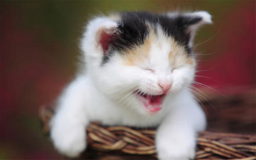 可爱和顽皮的小猫