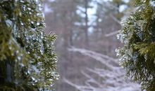 春天，雨后的早晨