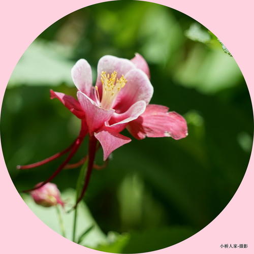 无名的小花也很香