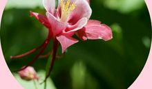 无名小花也芬芳