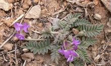 苦到深处自然甜