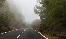 自大狂妄的云杉