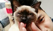 我的动物朋友猫