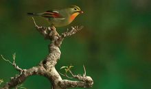 我是一只快乐小鸟