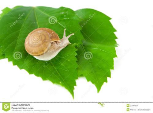 蜗牛的奇迹