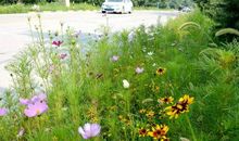 桂花树旁诗意浓