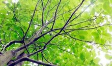 仰望大树借物喻人