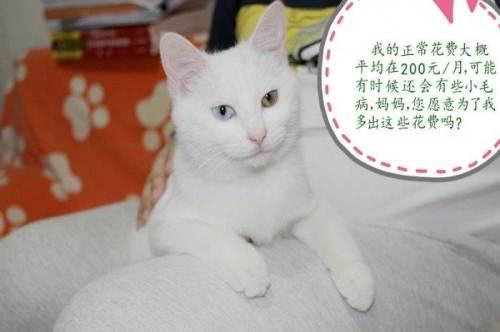 可爱的大白猫